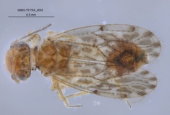 Ectopsocus strauchi