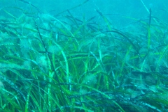 Siphonognathus argyrophanes