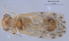 Ectopsocus strauchi