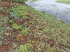 Salicornia perrieri