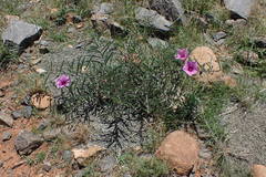 Ipomoea oenotheroides