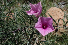 Ipomoea oenotheroides