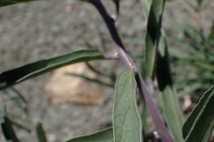 Ipomoea oenotheroides
