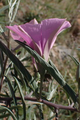 Ipomoea oenotheroides