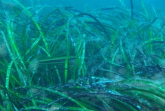 Siphonognathus argyrophanes