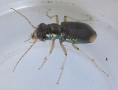 Tetracha fulgida