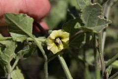 Physalis hederifolia