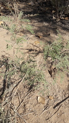Prosopis pubescens