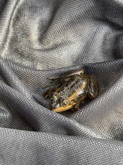 Lithobates virgatipes