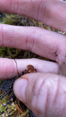 Auriscalpium vulgare