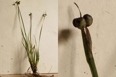 Sisyrinchium mucronatum