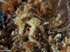 Amphipholis squamata