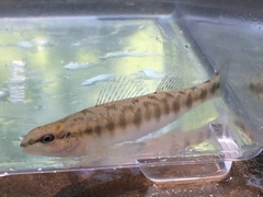 Percina nigrofasciata