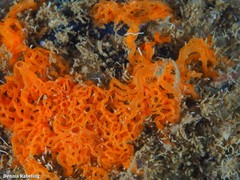 Clathrina rubra