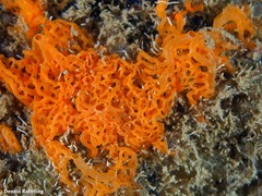 Clathrina rubra