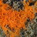 Clathrina rubra - Photo (c) Dennis Rabeling, some rights reserved (CC BY-NC-ND), uploaded by Dennis Rabeling