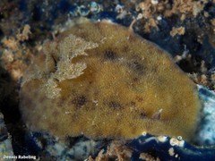 Peltodoris punctifera