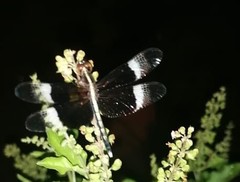 Neurothemis tullia