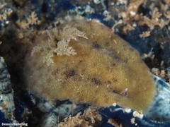 Peltodoris punctifera