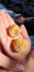 Cyttaria hariotii