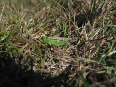 Aiolopus thalassinus corsicus