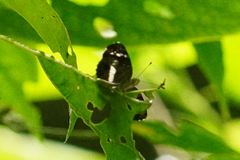 Castilia griseobasalis