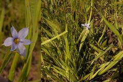 Sisyrinchium mucronatum