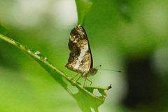 Castilia griseobasalis