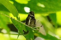 Castilia griseobasalis