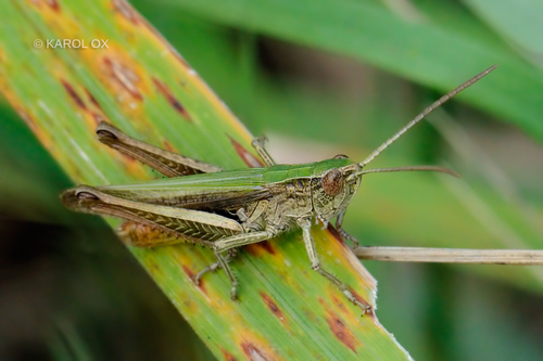 Zeleni livadni skakavac (Chorthippus dorsatus)