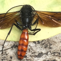 Elaphroptera scoliaeformis
