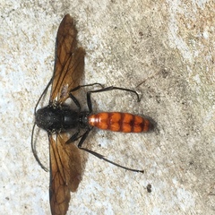 Elaphroptera scoliaeformis