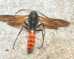 Elaphroptera scoliaeformis