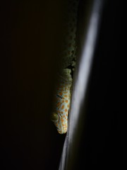 Gekko gecko