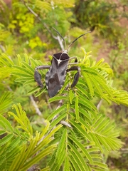Petascelis remipes