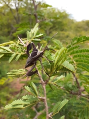 Petascelis remipes