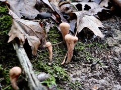 Clavariadelphus americanus