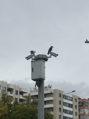 Corvus cornix