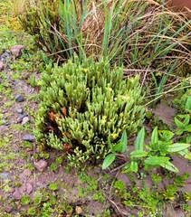 Hypericum lancioides lancioides