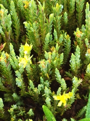 Hypericum lancioides lancioides