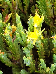 Hypericum lancioides lancioides