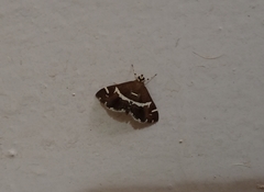 Spoladea recurvalis