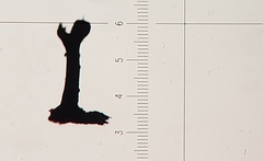 Phaeocalicium curtisii