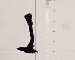 Phaeocalicium curtisii