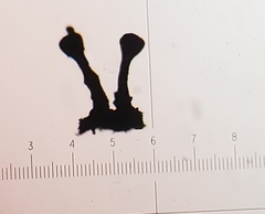 Phaeocalicium curtisii