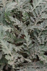 Platycarpha glomerata