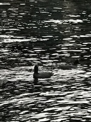 Fulica atra