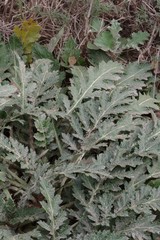 Platycarpha glomerata