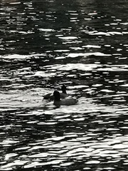 Fulica atra