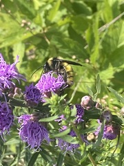 Bombus pensylvanicus